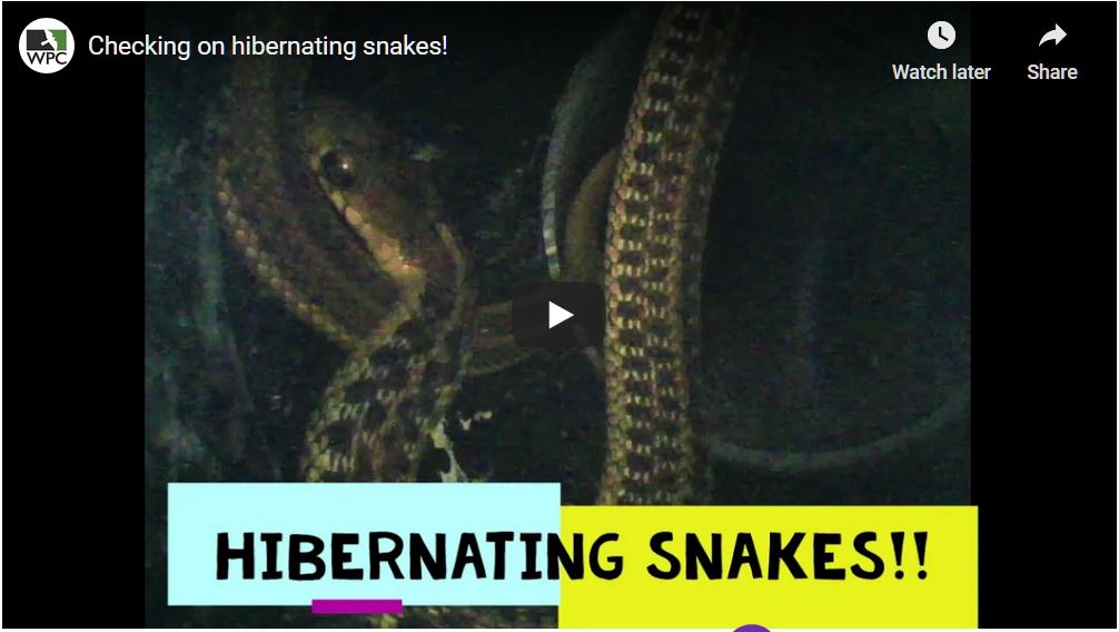 Ojibway Prairie Reptile Recovery Wildlife Preservation Canada Blog