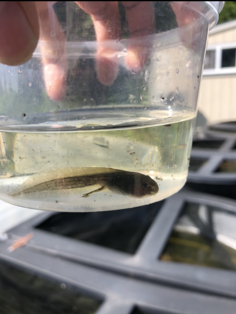 What happens to a tadpole's tail? Wildlife Preservation Canada Oregon Spotted Frog