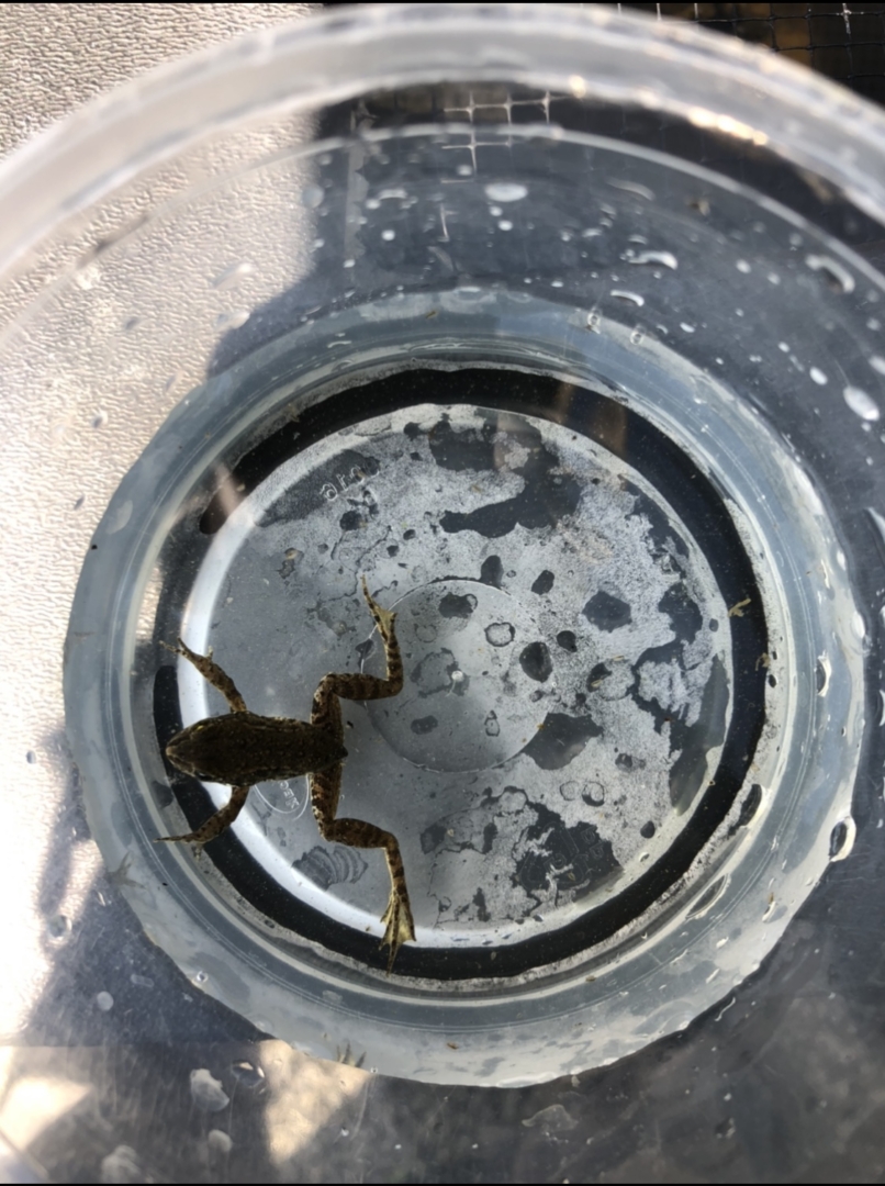 What happens to a tadpole's tail? Wildlife Preservation Canada Oregon Spotted Frog