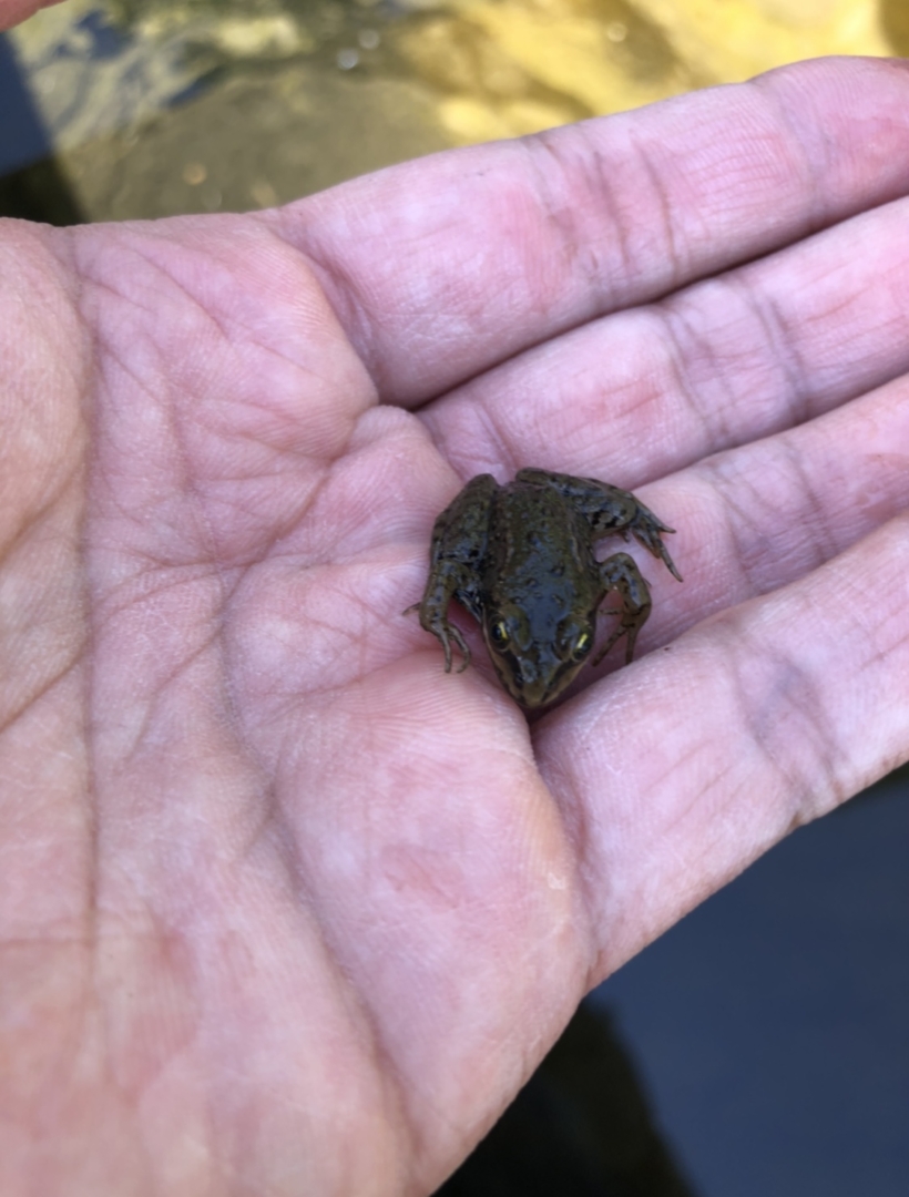 What happens to a tadpole's tail? Wildlife Preservation Canada Oregon Spotted Frog