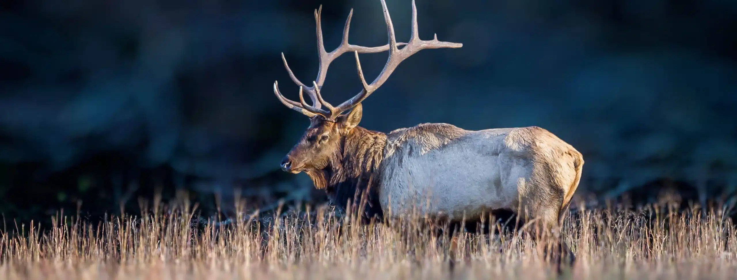 TN Elk Hunting Package 2024 Wildlife Conservation Raffle