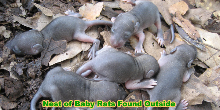 Rodent Rehabilitator What to do with a baby mouse I found?