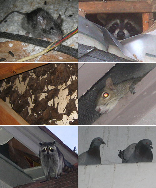Wildlife Removal Des Moines
