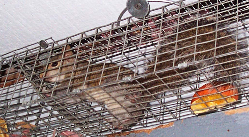 Should I hire a pro, or remove squirrels myself?