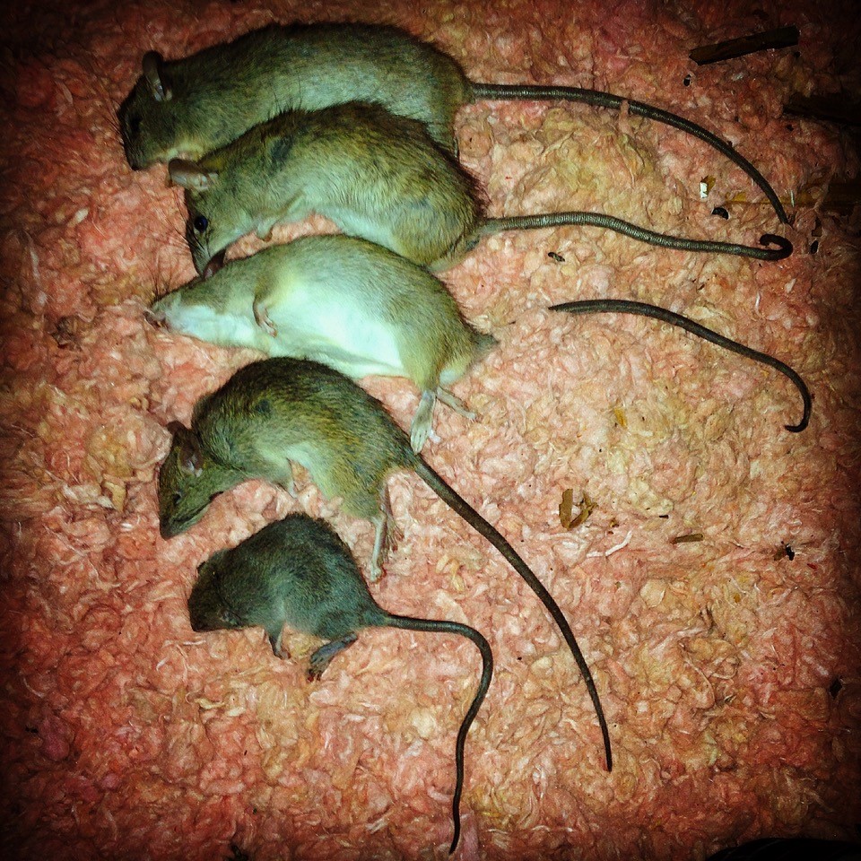 Effective Rat Removal and control Wildlife Solutions, Inc