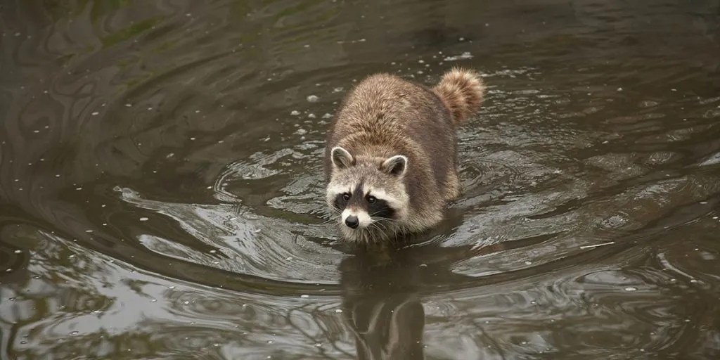 Can Raccoons Swim? Are They Good Swimmers?