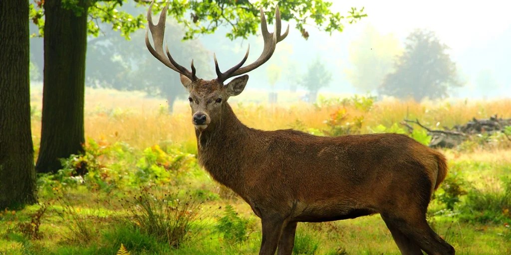 Why Deer Feel Less Pain Than Humans