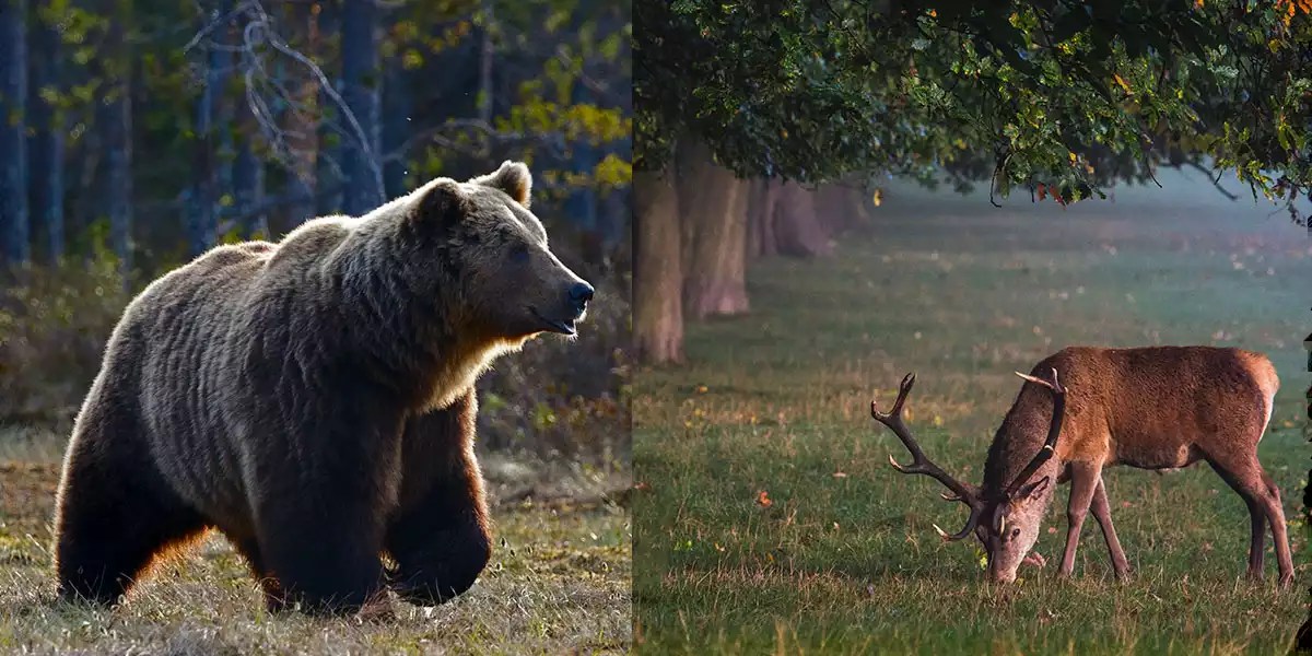 Do Bears Eat Deer? How Likely Is It?