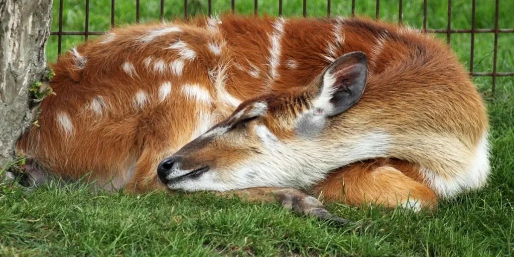How Deer Sleep 11 Highly Interesting Sleeping Habits