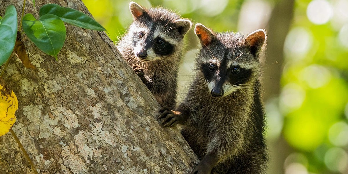 What Do Baby Raccoons Eat? (From Birth To Adulthood)