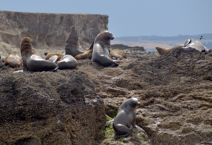 Fur Seals of Phillip Island