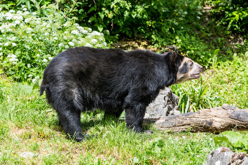 12 Largest Bear Species in the World (with Photos) WildlifeTrip