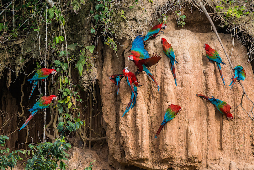 10 Most Amazing Animals in Peru (with Photos) WildlifeTrip