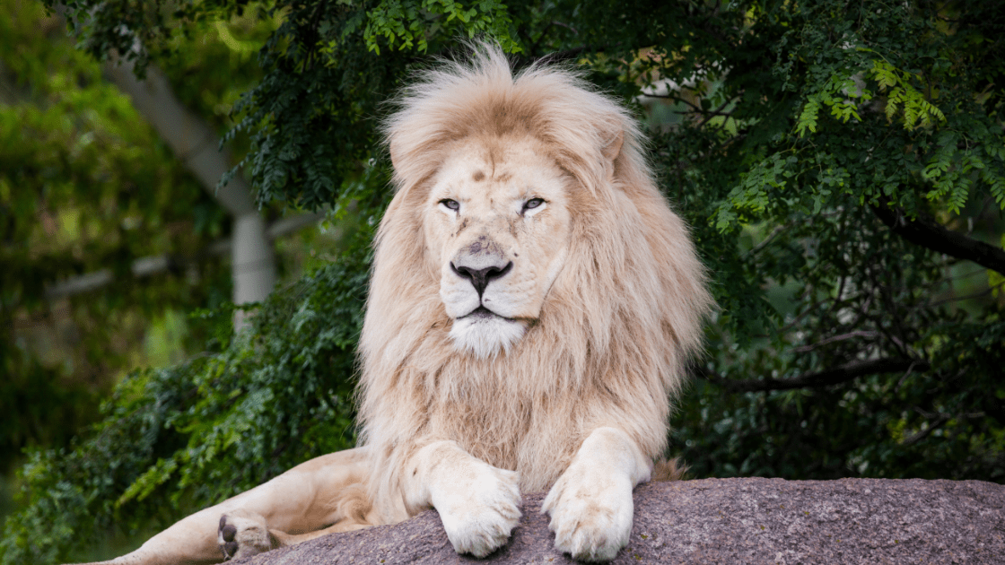 What do Lions Eat? Discover The Lion Diet (with Photos) WildlifeTrip
