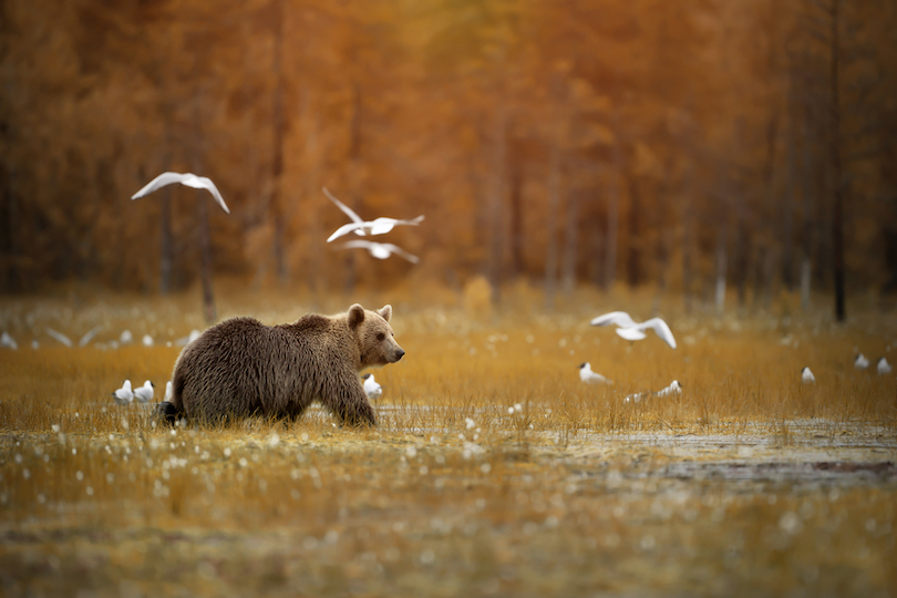 How Long Do Brown Bears Live? Discover the Brown Bear Lifespan (with Photos) WildlifeTrip