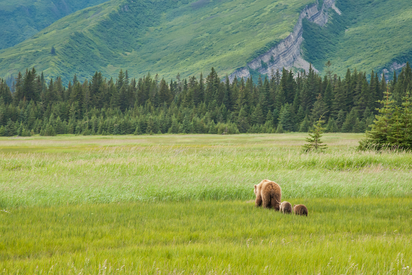 What do Brown Bears Eat? Discover the Brown Bear Diet (with Photos