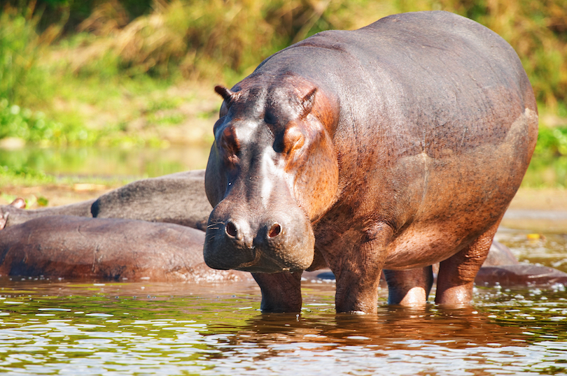 How Long do Hippos Live? Discover the Hippo Diet (with Photos