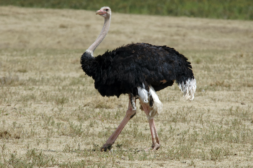 What do Ostriches Eat? Discover the Ostrich Diet (with Photos