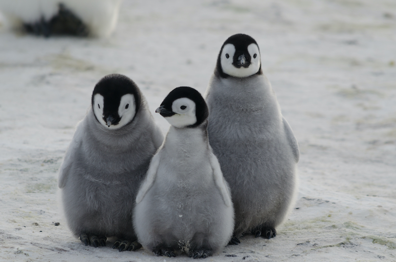 How Long Do Penguins Live? Discover the Penguin Lifespan (with Photos