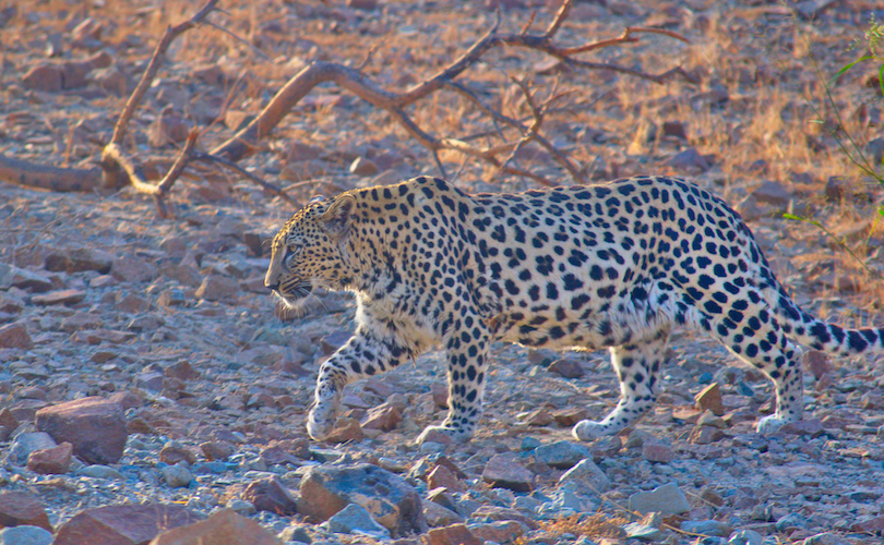 What Do Leopards Eat? Discover the Leopard Diet (with Photos) WildlifeTrip