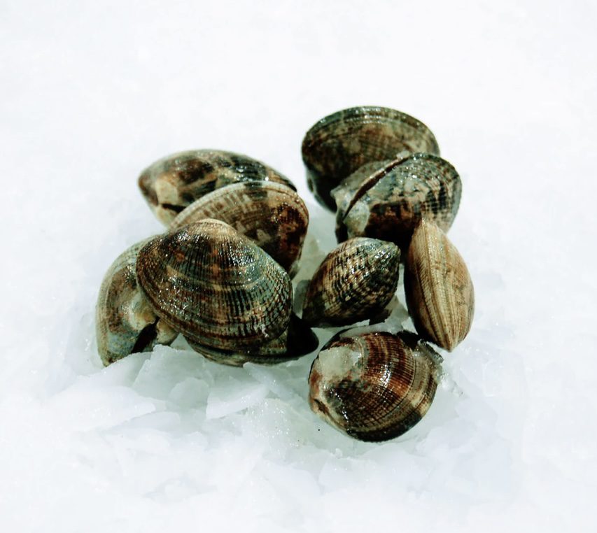 Live Manila Clams Little Fish Company