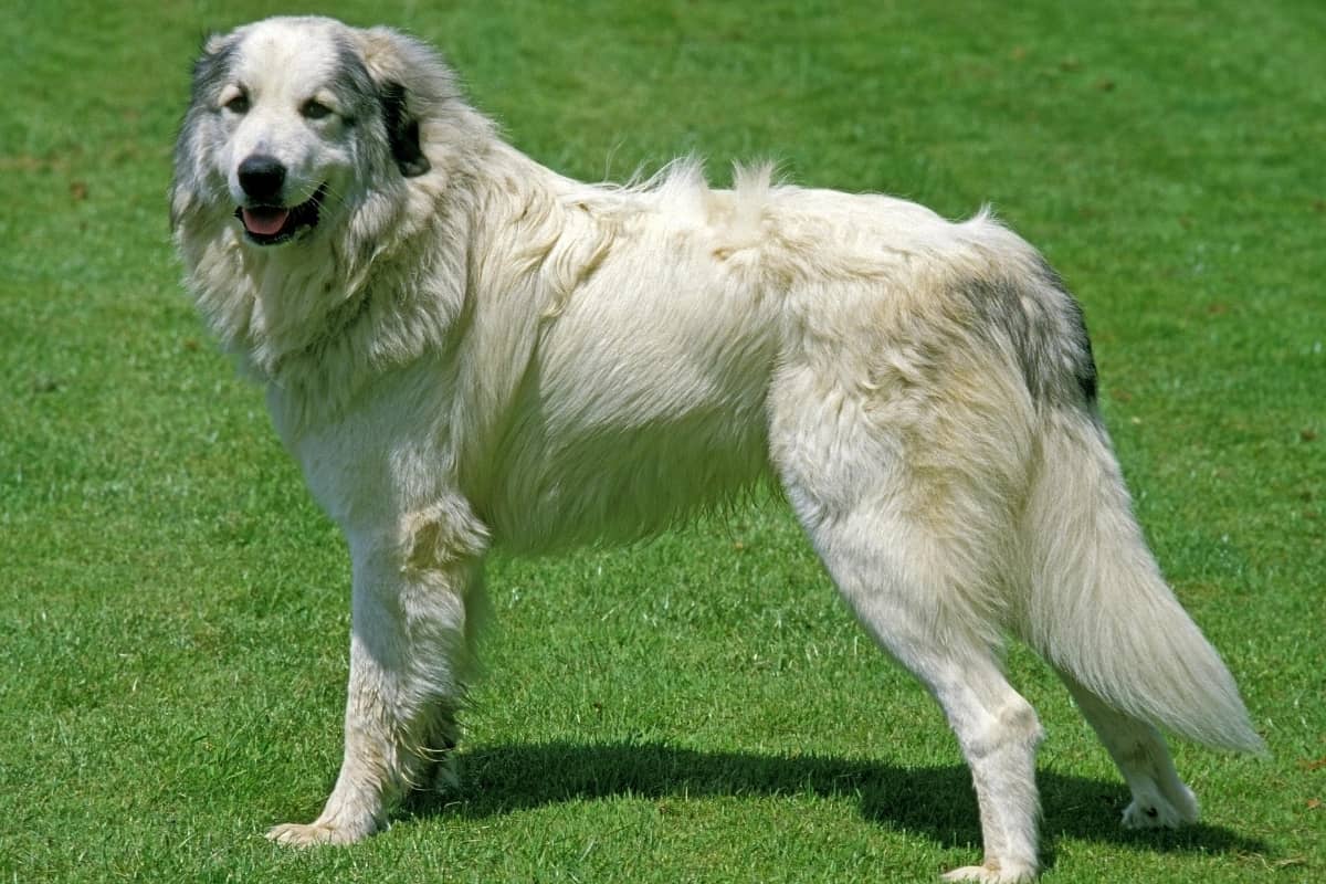 Protective Paws The Best Dogs To Protect Against Coyotes