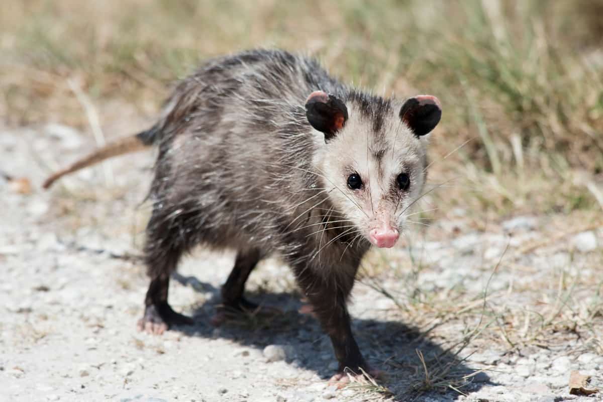 How Big Do Opossums Get Opossum Sizes Unveiled
