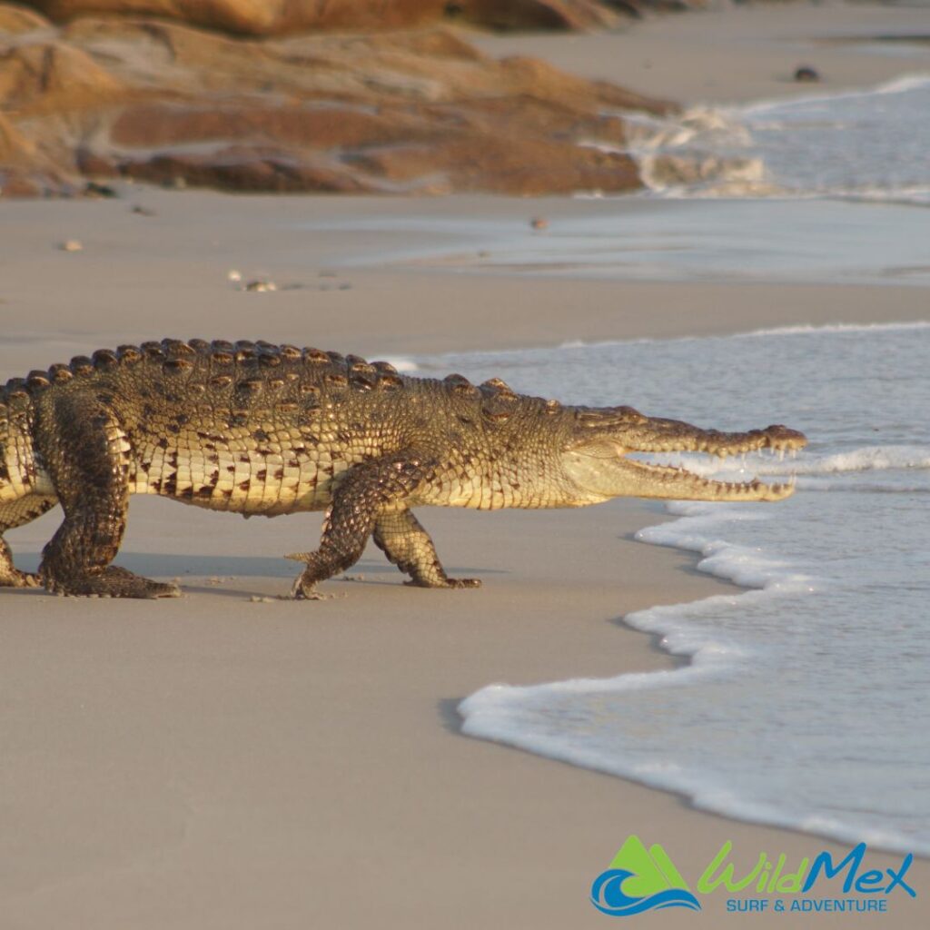 Considering surf lessons in La Lancha? Wildmex Surf School