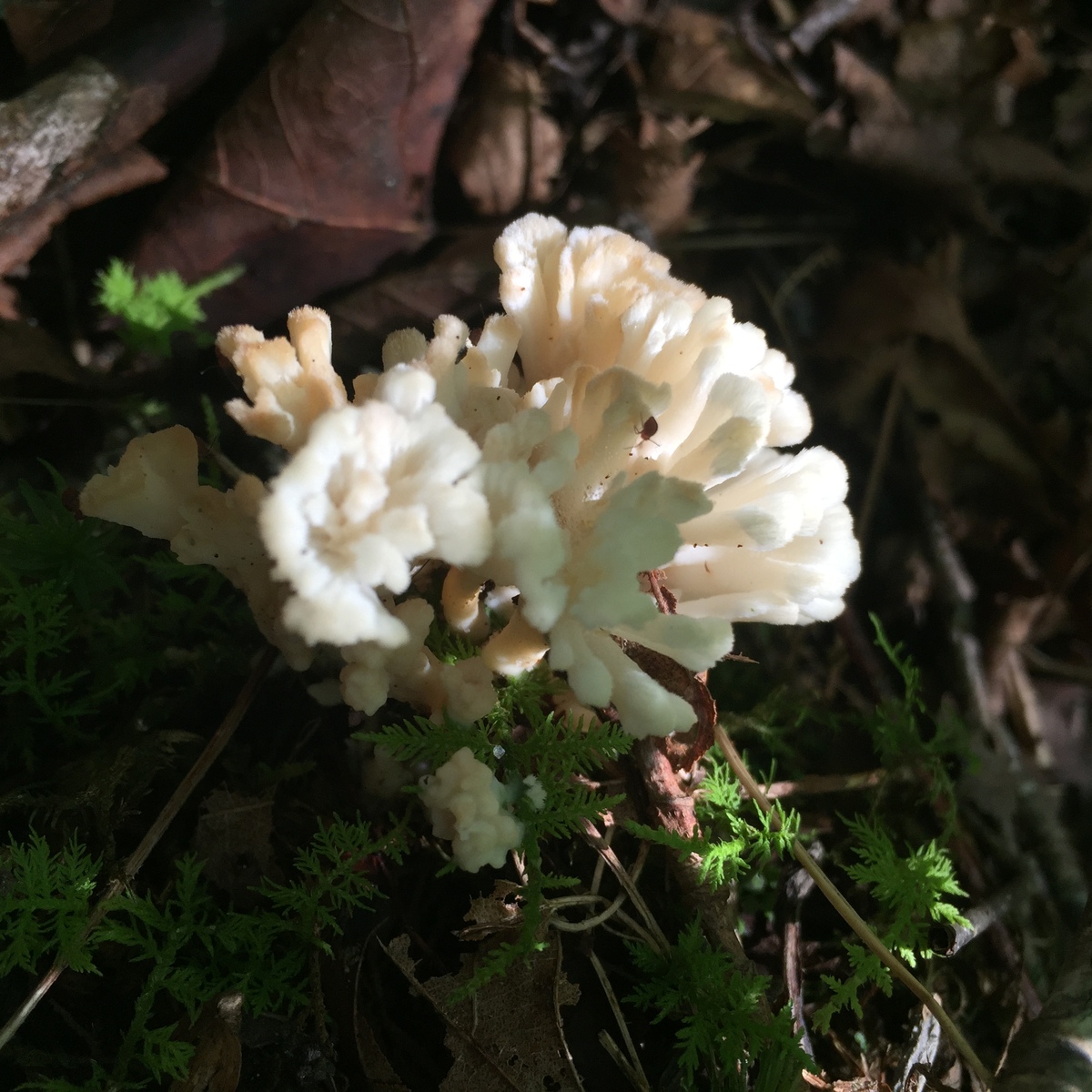 Coral fungus? Is it Edible? Identifying Mushrooms Wild Mushroom Hunting