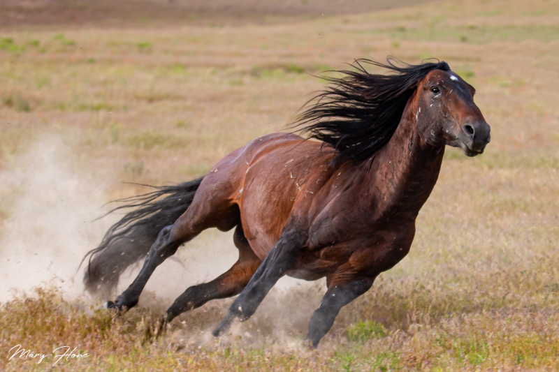 Wild Horses Running Wild and Free Wild Mustangs Forever