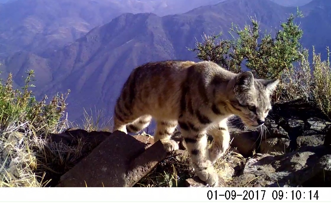 Wildlife on Camera Andean Cats Wildlife Conservation Network