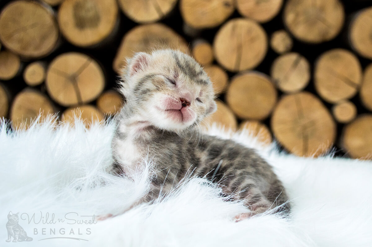 Blue Bengal Cats & Kittens for Sale 🐱 Wild & Sweet Bengals