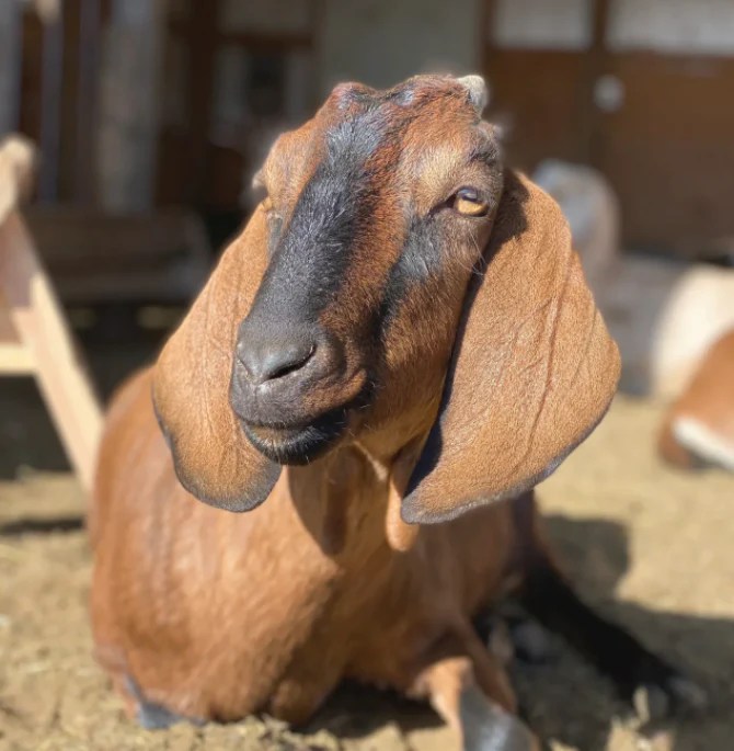 how to calculate how much hay to feed! Wild Oak Farms