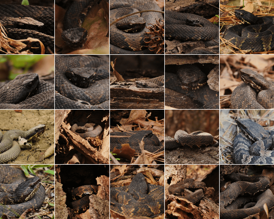 Agkistrodon piscivorus 20 Cottonmouths in 2020 « Wild Open Eye