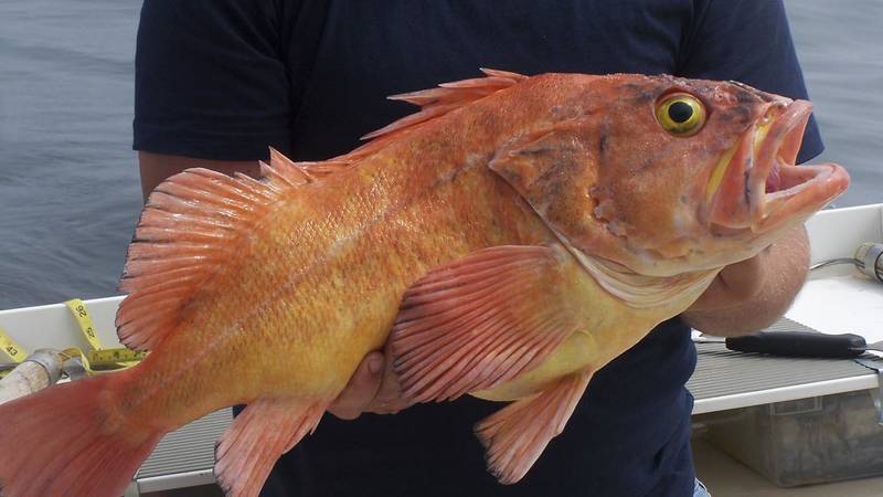 Big Red Rockfish Vermillions Wild Pacific Charters