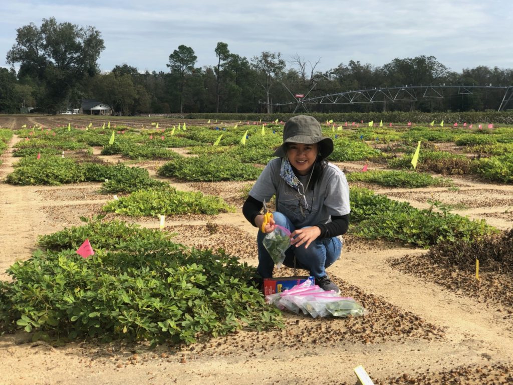 Research UGA Wild Peanut Lab