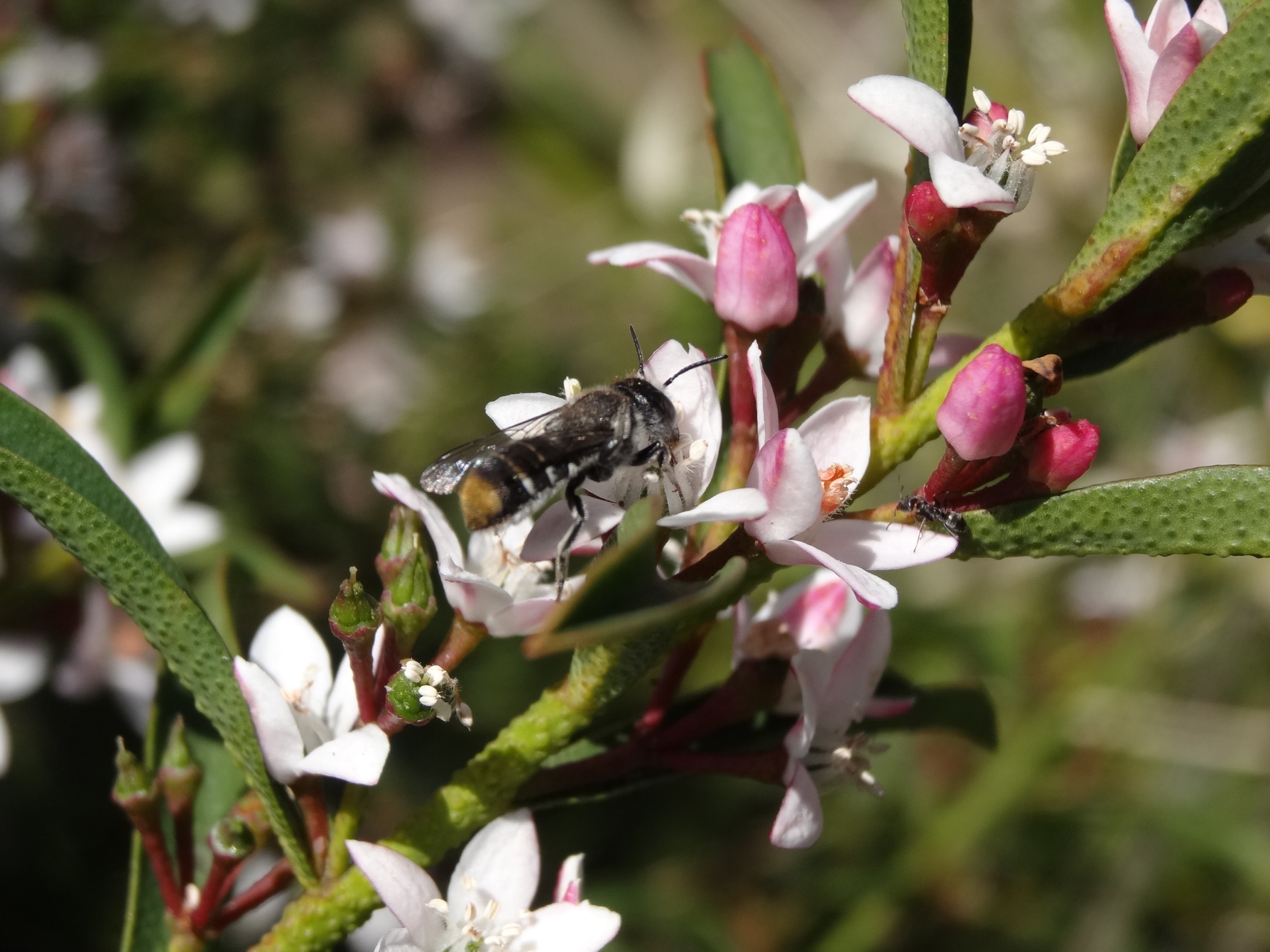 Urban Pollinators More Early Spring Flowers For Pollinators
