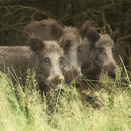Wat Eet Een Wild Zwijn? Lees Het Snel Op Wildproeverij.nl