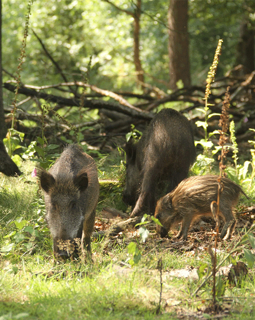 Wat Eet Een Wild Zwijn? Lees Het Snel Op Wildproeverij.nl