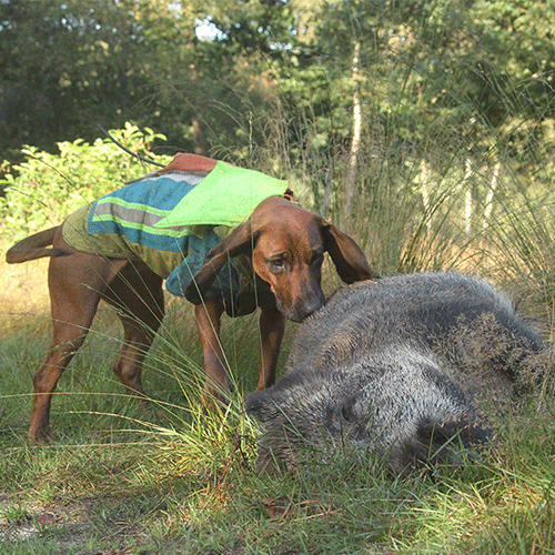 Wat Eet Een Wild Zwijn? Lees Het Snel Op Wildproeverij.nl