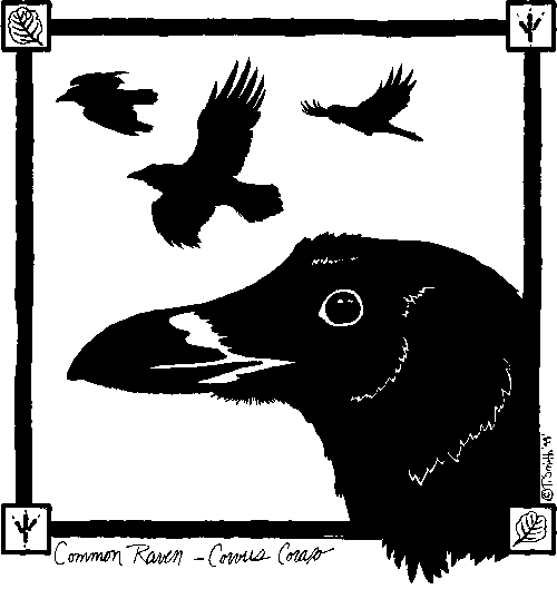 Wild Ravens Common Raven Meaning