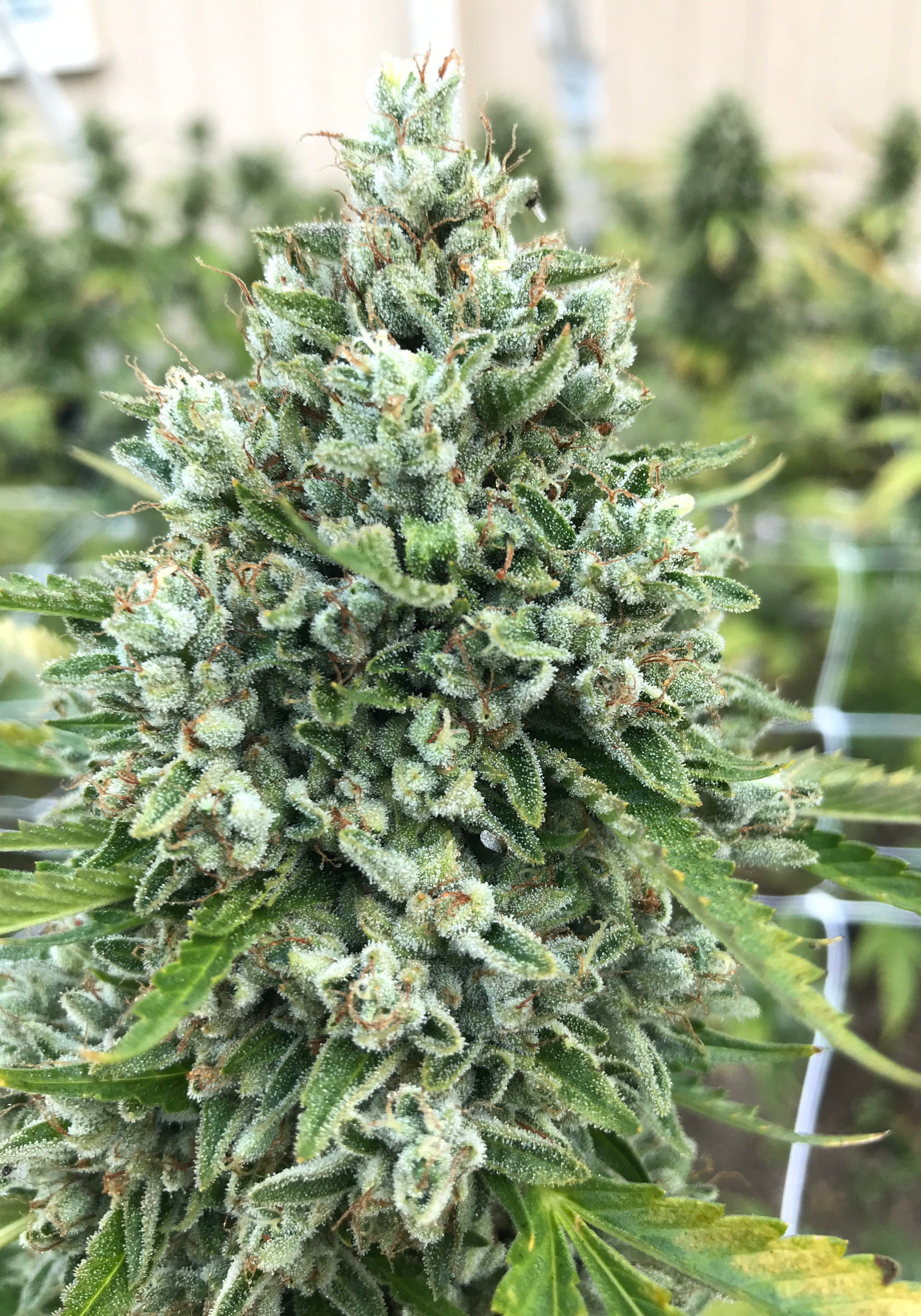 Licensed Cannabis Farm, California