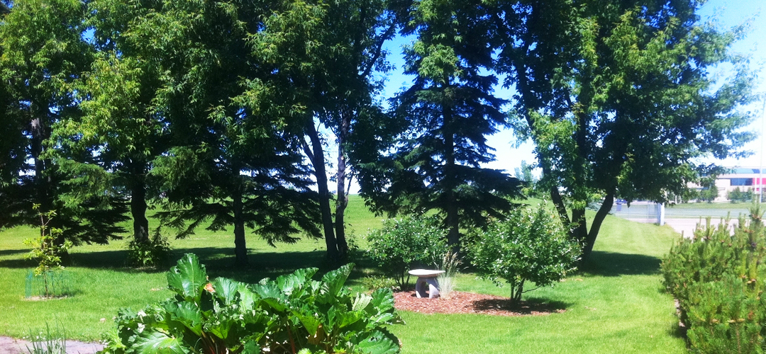 Manitoba Maple The Art of Creating Gardens