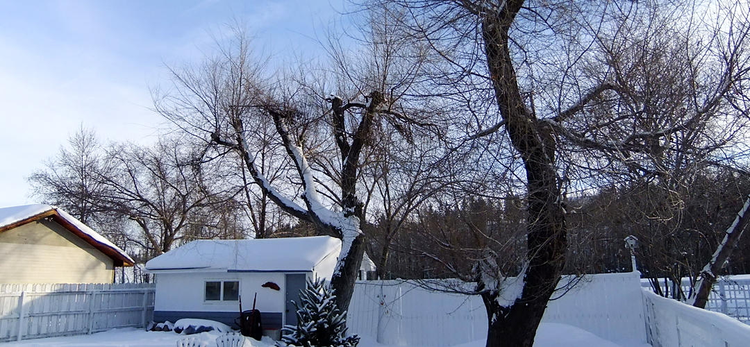 Siberian Elm The Art of Creating Gardens