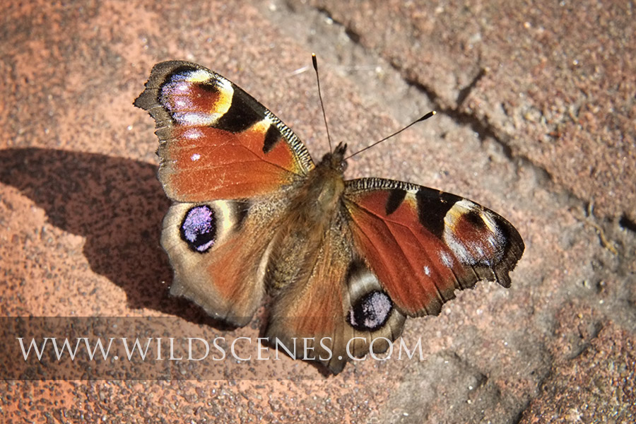 Butterfly explosion »