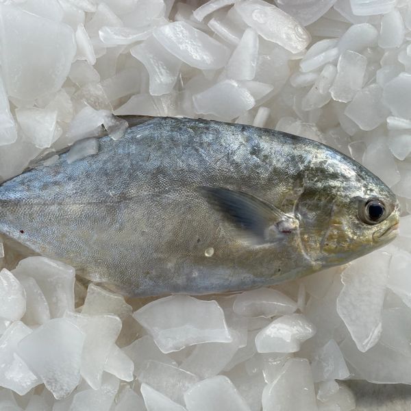 Pompano Delivered Nationwide Wild Seafood Market of Florida