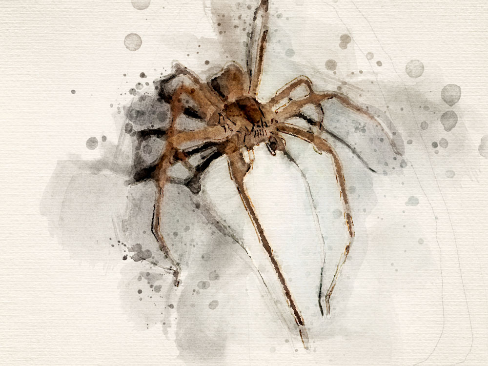 Giant Wold Spider Stats