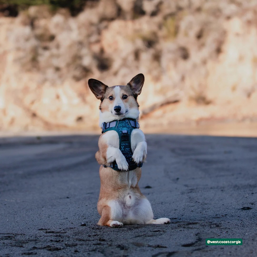 Stop Dog Pulling with Proper Harness Fit & Training Wildside Dog Gear