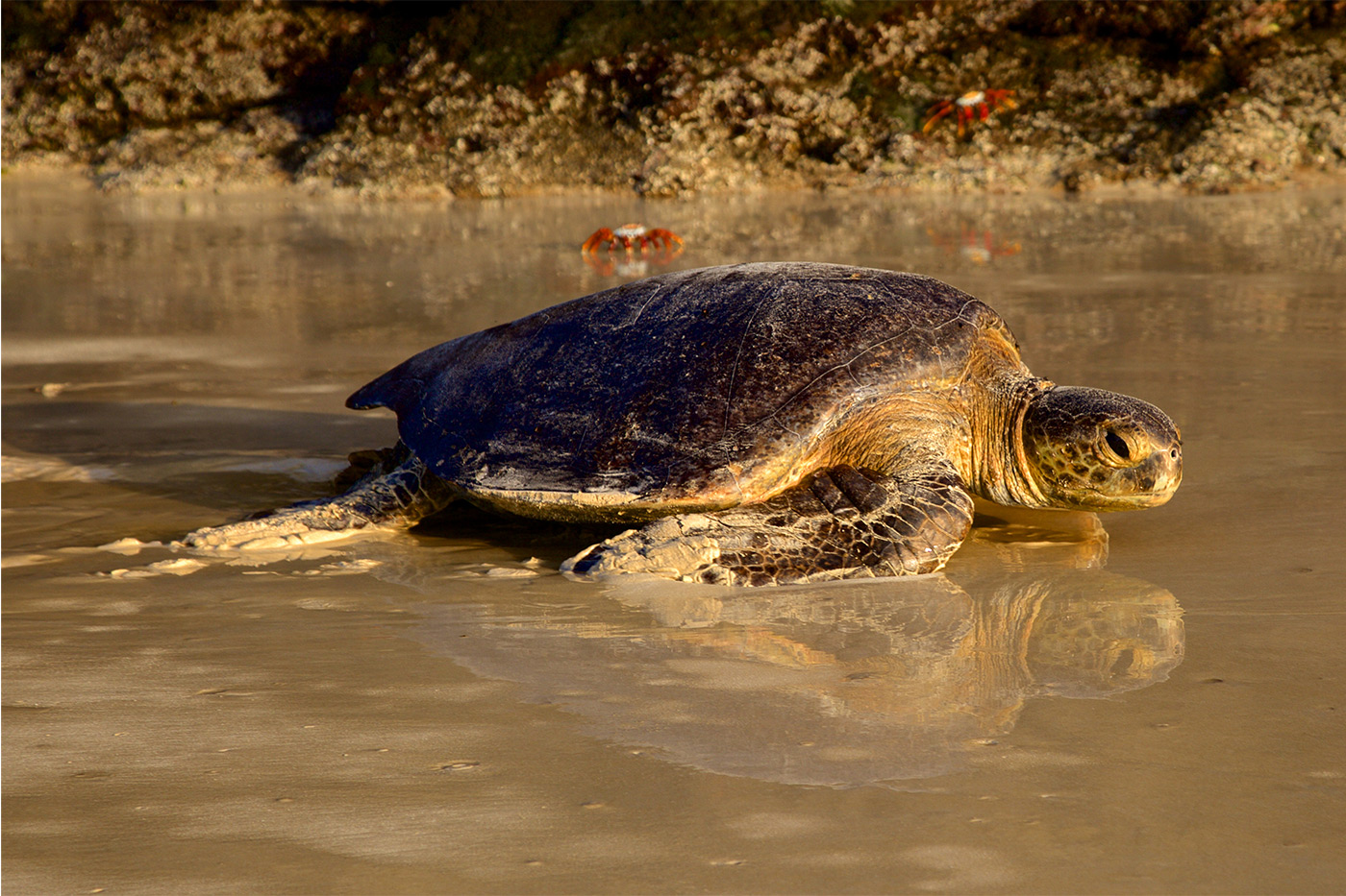 Green Sea Turtle Galapagos Wild Soul
