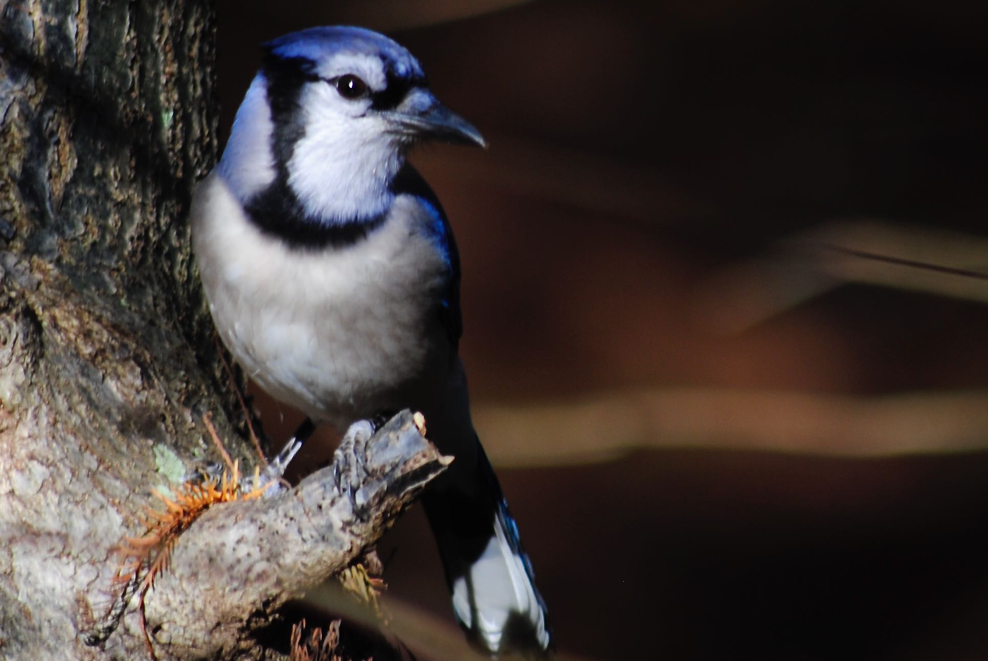 Blue Jay